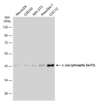 Western Blot: c-jun [p Ser73] Antibody [NBP3-13304]